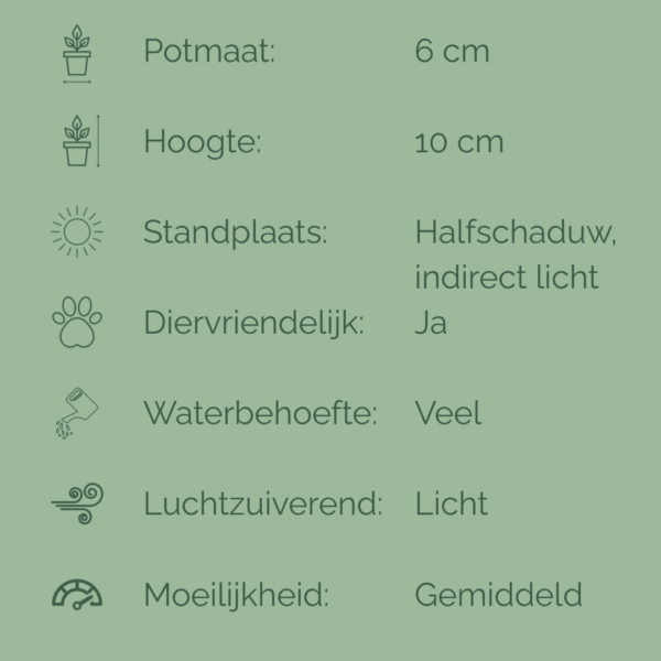 Verzorgingsfiche van Calathea Lancifolia met iconen en tekst over potmaat (6 cm), hoogte (10 cm), standplaats, waterbehoefte, luchtzuivering, diervriendelijkheid en moeilijkheidsgraad.