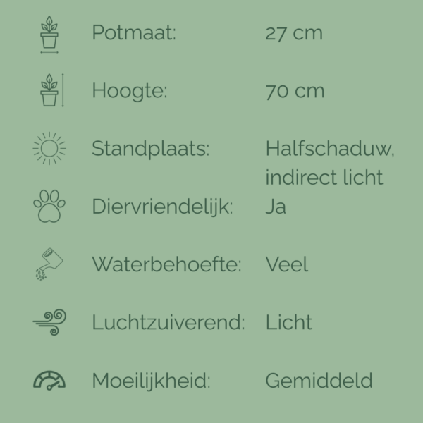 Verzorgingsfiche van Calathea lancifolia met iconen en tekst over potmaat (27 cm), hoogte (70 cm), standplaats, waterbehoefte, luchtzuivering, diervriendelijkheid en moeilijkheidsgraad.