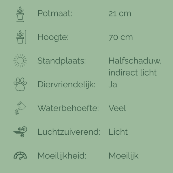 Infographic met verzorgingsfiche van de Calathea Orbifolia, met iconen en tekst over potmaat, hoogte, standplaats, waterbehoefte, luchtzuiverend vermogen, diervriendelijkheid en moeilijkheidsgraad.