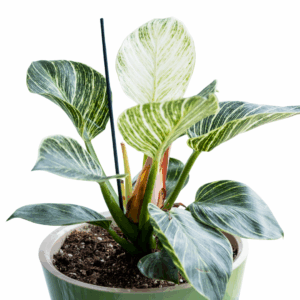 Philodendron Birkin in groene pot met brede donkergroene bladeren en roomwitte strepen, ondersteund door stokjes in de potgrond.