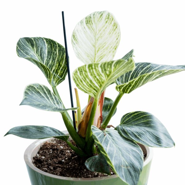 Philodendron Birkin in groene pot met brede donkergroene bladeren en roomwitte strepen, ondersteund door stokjes in de potgrond.