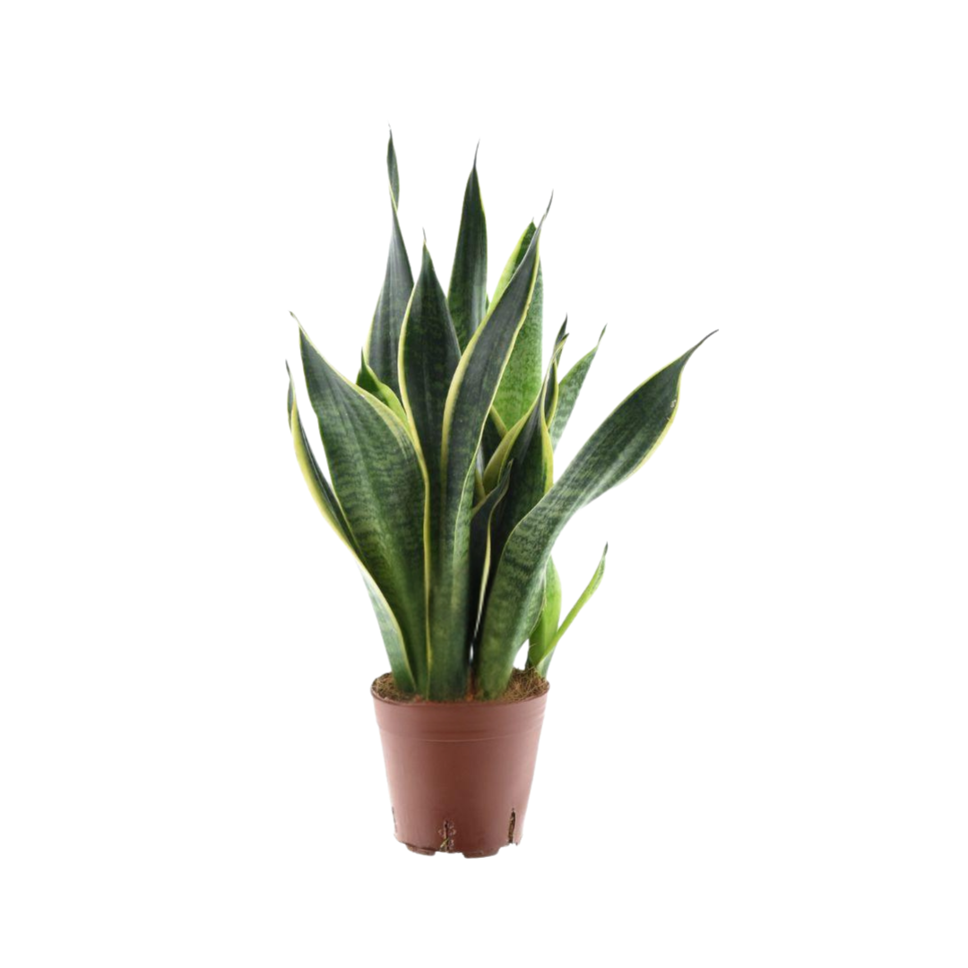 Sansevieria Futura met donkergroene bladeren, gele bladranden en een compacte groei in een bruine pot.