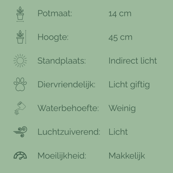 Verzorgingsfiche van de Sansevieria Futura met iconen en informatie over potmaat, hoogte, lichtbehoefte, watergift en luchtzuivering.