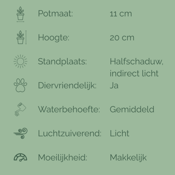 Verzorgingsfiche van de Pilea Glaucophylla met plantkenmerken, verzorgingstips en pictogrammen in een overzichtelijke tabel.