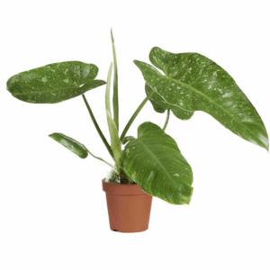 Philodendron Jose Buono in pot, met grote groene bladeren en witte variegatie, geplaatst op een houten plank voor een groene gordijn.