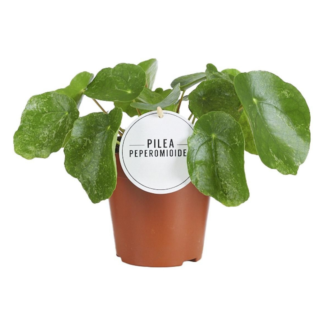 Pilea Peperomioides 'Sugar' in een bruin potje met ronde groene bladeren en een wit label met de naam van de plant.