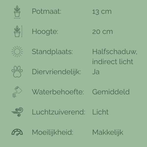Verzorgingsfiche van de Pilea Sugar met groene achtergrond en iconen die potmaat, hoogte, lichtbehoefte, watergift, luchtzuiverende werking en moeilijkheidsgraad tonen.