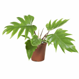 Philodendron Mayoi in pot, met grote, diep ingesneden groene bladeren en een compacte groeivorm.