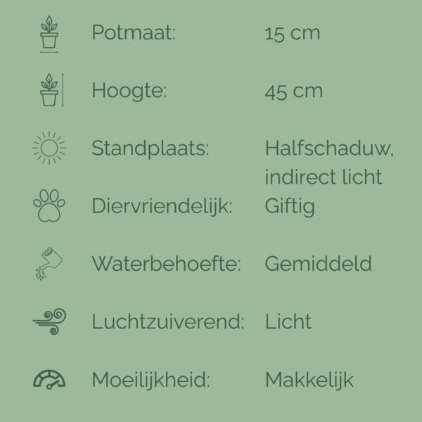 Verzorgingsfiche van de Philodendron Jose Buono met iconen en tekst over potmaat, hoogte, lichtbehoefte, giftigheid, waterbehoefte, luchtzuiverend vermogen en verzorgingsniveau.