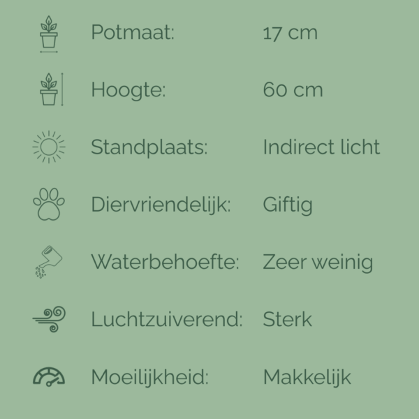 Sansevieria Moonshine in potmaat 17 cm, met zilvergroene, puntige bladeren en een hoogte van 60 cm.