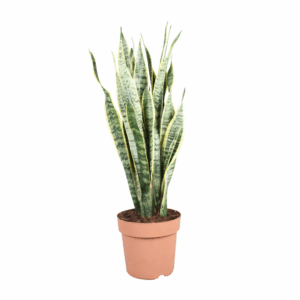 Sansevieria Trifasciata in terracotta pot van 24 cm, 90 cm hoog, met lange rechtopstaande bladeren met groene en gele variegatie