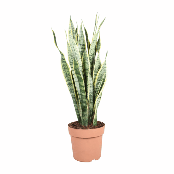 Sansevieria Trifasciata in terracotta pot van 24 cm, 90 cm hoog, met lange rechtopstaande bladeren met groene en gele variegatie