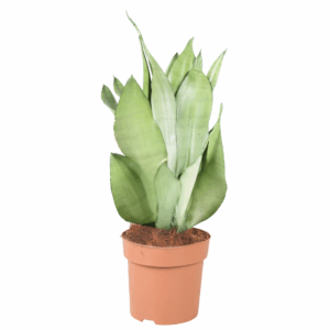 Sansevieria Moonshine in plastig pot, met brede, rechtopstaande bladeren in een zilvergroene tint.