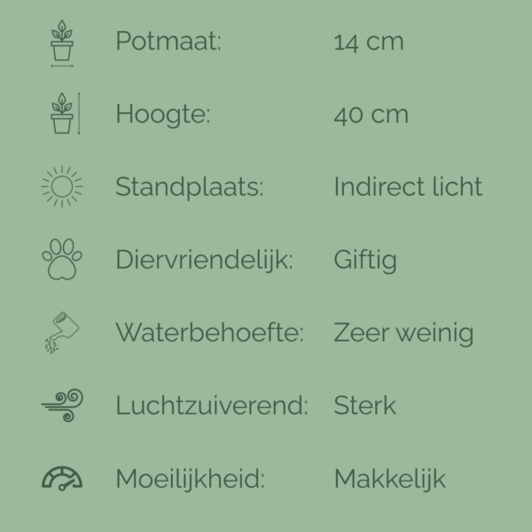 Sansevieria Moonshine in potmaat 14 cm, met zilvergroene, puntige bladeren en een hoogte van 40 cm.