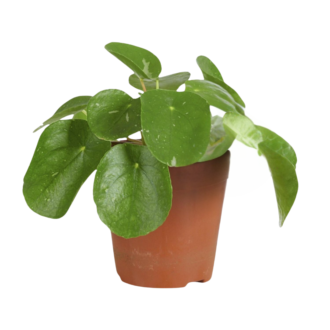 Pilea White Splash in een bruin potje, met grote groene bladeren vol witte vlekken.