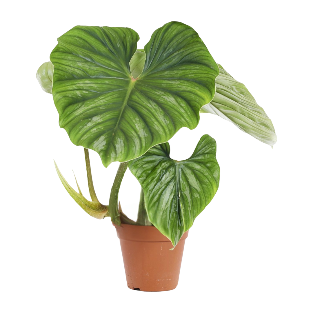 Philodendron Plowmanii in bruine pot, met grote hartvormige bladeren en opvallende nerven in glanzend donkergroen.