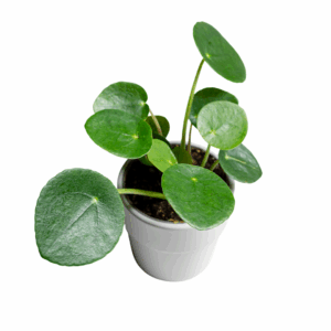 Pilea Peperomioides met ronde groene bladeren in een witte pot op een lichte ondergrond.