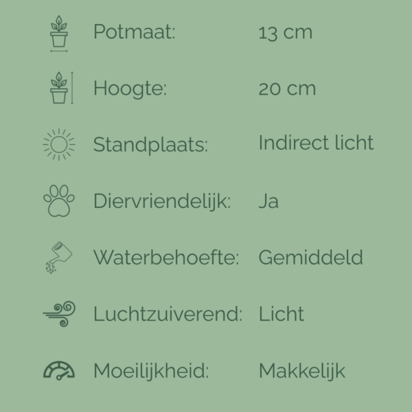 Verzorgingsfiche van de Pilea Peperomioides met informatie over potmaat, hoogte, lichtbehoefte, watergift, luchtzuivering, diervriendelijkheid en moeilijkheidsgraad.