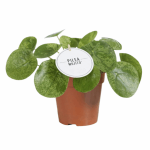 Pilea Mojito in een klein bruin potje met ronde, bontgroene bladeren en een wit label aan de steel.