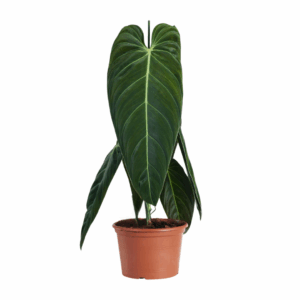 Philodendron Melanochrysum in terracotta pot met grote, donkergroene hartvormige bladeren en opvallende nerven.