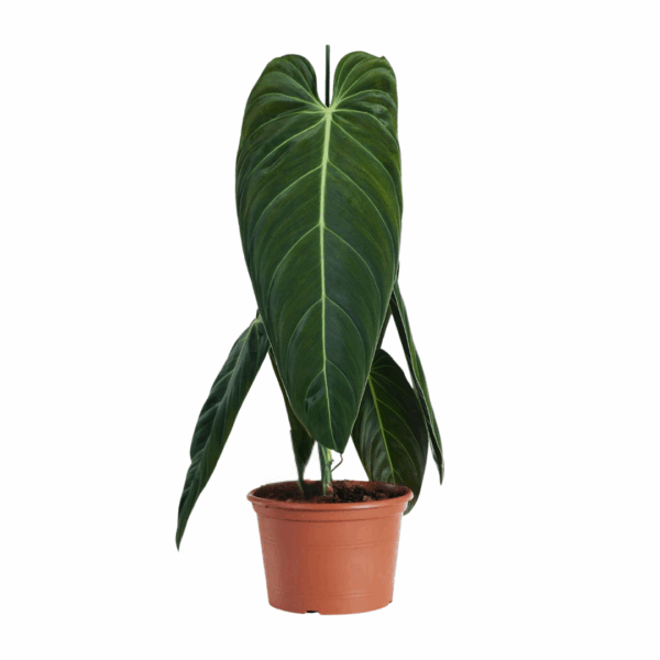 Philodendron Melanochrysum in terracotta pot met grote, donkergroene hartvormige bladeren en opvallende nerven.