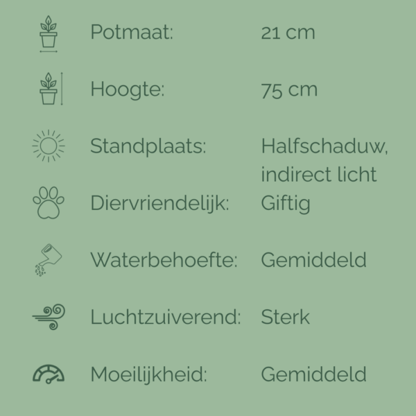 Verzorgingsfiche van een Philodendron met iconen en tekst over potmaat, hoogte, lichtbehoefte, giftigheid, waterbehoefte, luchtzuiverende werking en verzorgingsniveau.