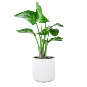 Strelitzia Nicolai in witte pot met grote, glanzende groene bladeren en rechtopstaande stelen, gefotografeerd tegen neutrale achtergrond.