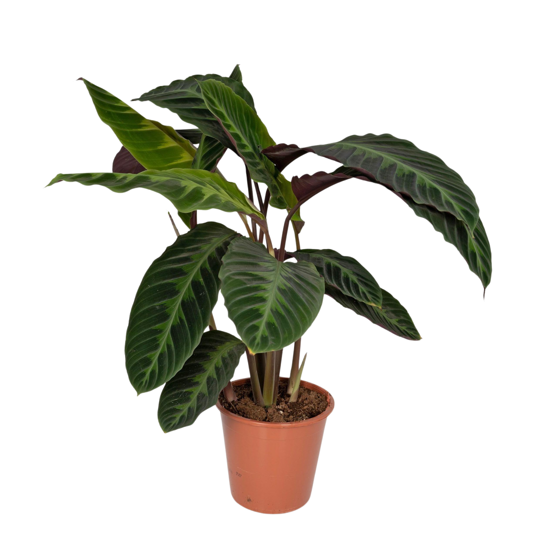 Calathea Warscewiczii in een bruine pot met grote, fluweelachtige bladeren in donkergroene en lichtgroene strepen, tegen een neutrale achtergrond.