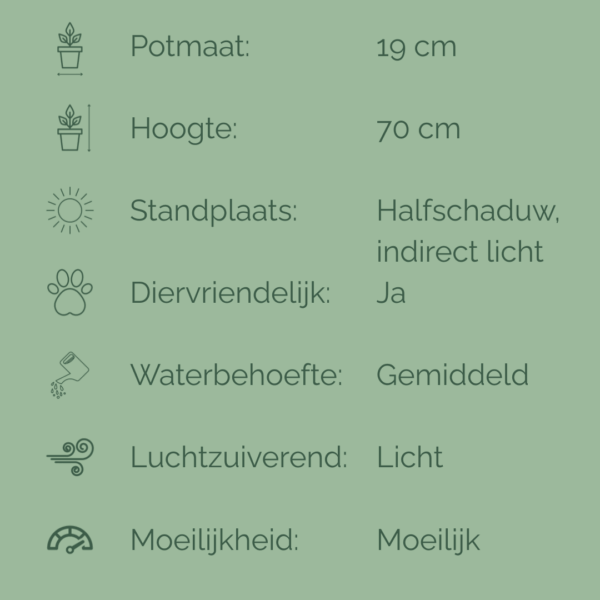 Verzorgingsfiche van de Calathea Warscewiczii met iconen en tekst over potmaat, hoogte, standplaats, waterbehoefte, luchtzuiverend vermogen, diervriendelijkheid en moeilijkheidsgraad.