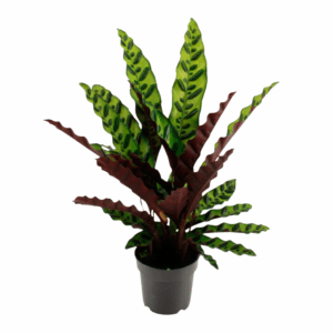 Calathea lancifolia plant met golvende bladeren in een zwarte pot. De bladeren hebben een patroon van donkergroene vlekken op een lichtgroene achtergrond, met een roodachtige onderzijde.