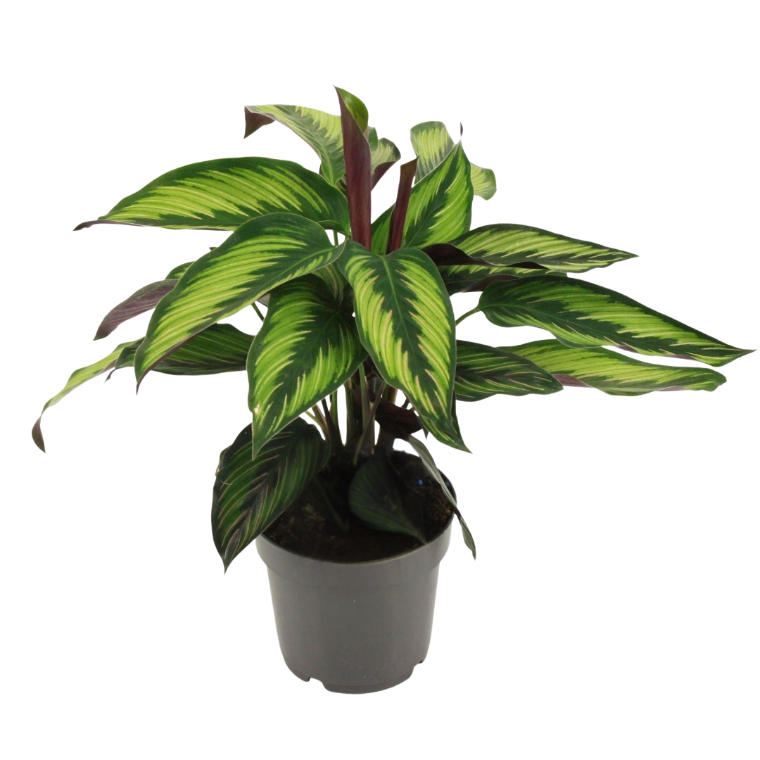 Calathea Majestica Princeps in zwarte pot, met grote groene bladeren voorzien van lichtgroene strepen en een paarse onderkant.