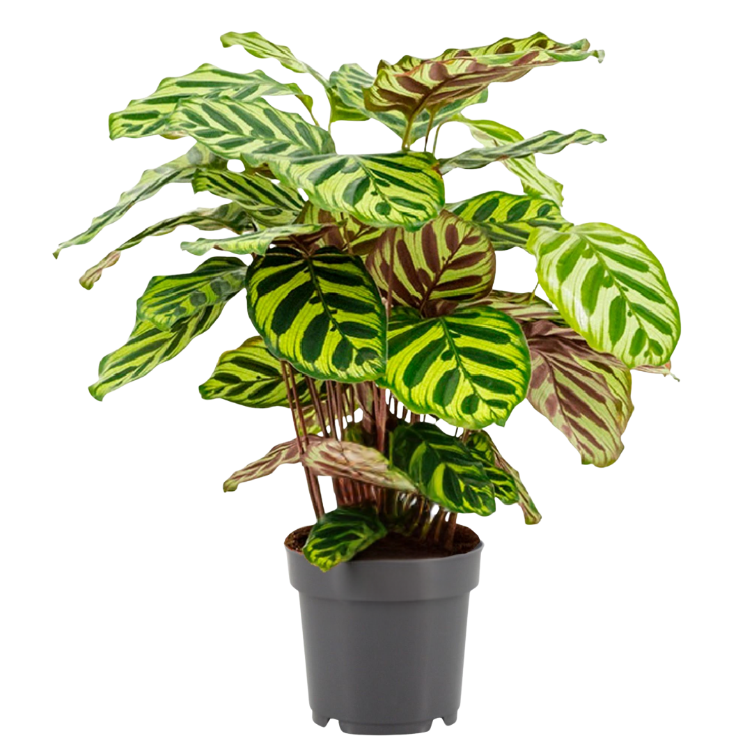 Calathea Makoyana in een donkergrijze pot met opvallende bladeren in groen, geel en roodtinten, gefotografeerd tegen een neutrale achtergrond.