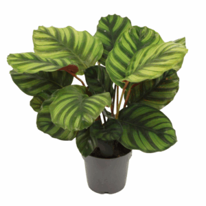 Calathea Fasciata plant met grote, gestreepte bladeren in een zwarte pot, geplaatst op een lichte ondergrond.