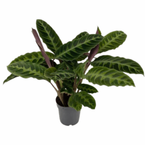 Een Calathea Warscewiczii in een zwarte pot, met fluweelachtige groene bladeren en een paarsrode onderkant.