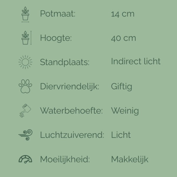 Verzorgingsfiche van de Sansevieria Trifasciata met informatie over potmaat, hoogte, lichtbehoefte, watergift en luchtzuiverende werking.
