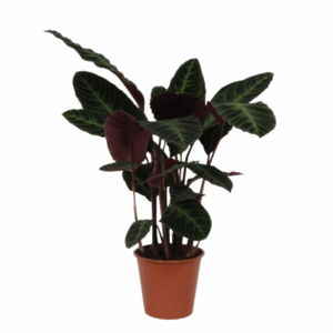 Calathea Warscewiczii in een kleine bruine pot, met fluweelachtige donkergroene bladeren en een paarsrode onderzijde, tegen een neutrale achtergrond.