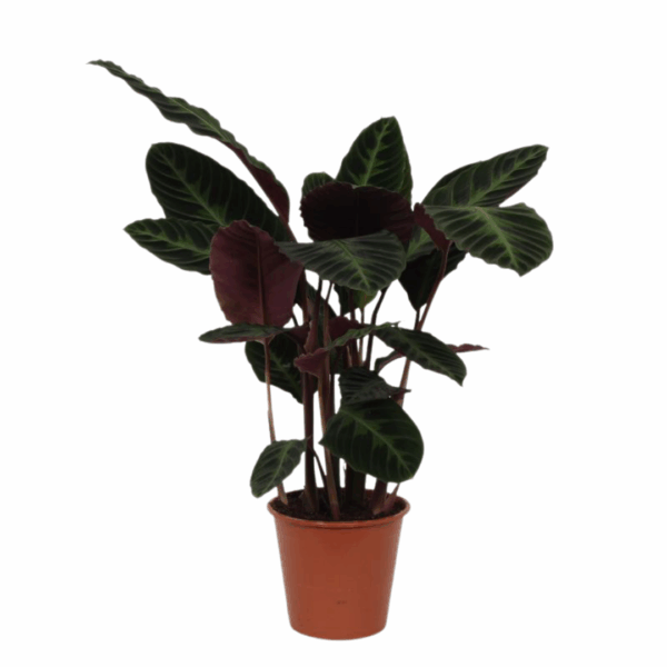 Calathea Warscewiczii in een kleine bruine pot, met fluweelachtige donkergroene bladeren en een paarsrode onderzijde, tegen een neutrale achtergrond.