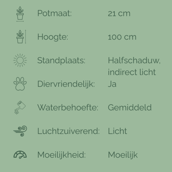 Verzorgingsfiche van de Calathea Warscewiczii met iconen en tekst over potmaat (21 cm), hoogte (100 cm), standplaats, waterbehoefte, luchtzuiverend vermogen, diervriendelijkheid en moeilijkheidsgraad.