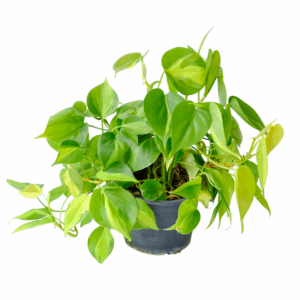 Philodendron Scandens 'Brasil' in zwarte pot met glanzende hartvormige bladeren in licht- en donkergroen.