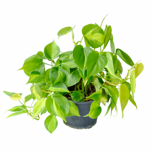 Philodendron Scandens 'Brasil' in zwarte pot met glanzende hartvormige bladeren in licht- en donkergroen.