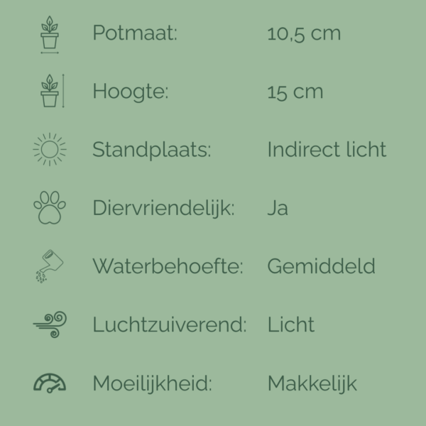 Verzorgingsfiche van de Pilea hitchcockii met iconen en tekst: potmaat 10,5 cm, hoogte 15 cm, indirect licht, diervriendelijk, gemiddelde waterbehoefte, licht luchtzuiverend, makkelijk in verzorging.