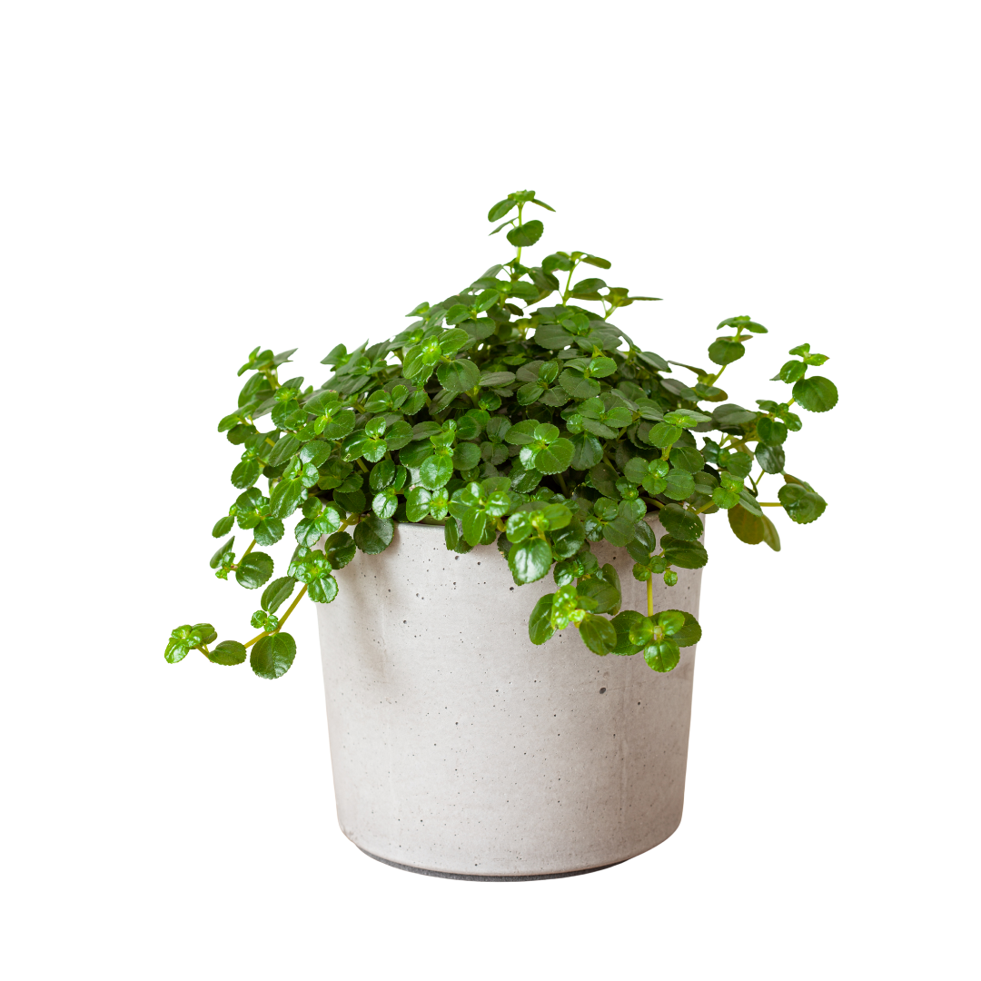 Pilea Depressa plant in een eenvoudige, lichtgrijze pot met kleine, ronde groene bladeren die sierlijk over de rand hangen.