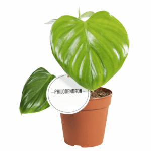 Philodendron Pittieri in een bruin potje met twee grote, glanzende groene bladeren en een wit rond label met de naam van de plant.