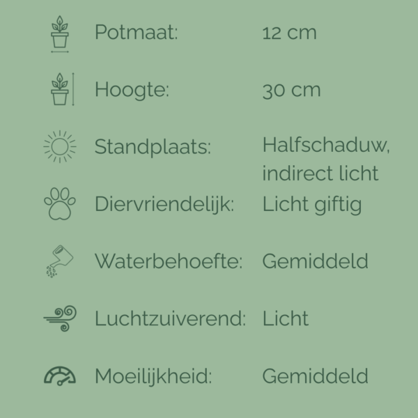 Verzorgingsfiche van de Philodendron Pittieri met iconen en tekst over potmaat, hoogte, lichtbehoefte, watergift, luchtzuivering, giftigheid en verzorgingsniveau.