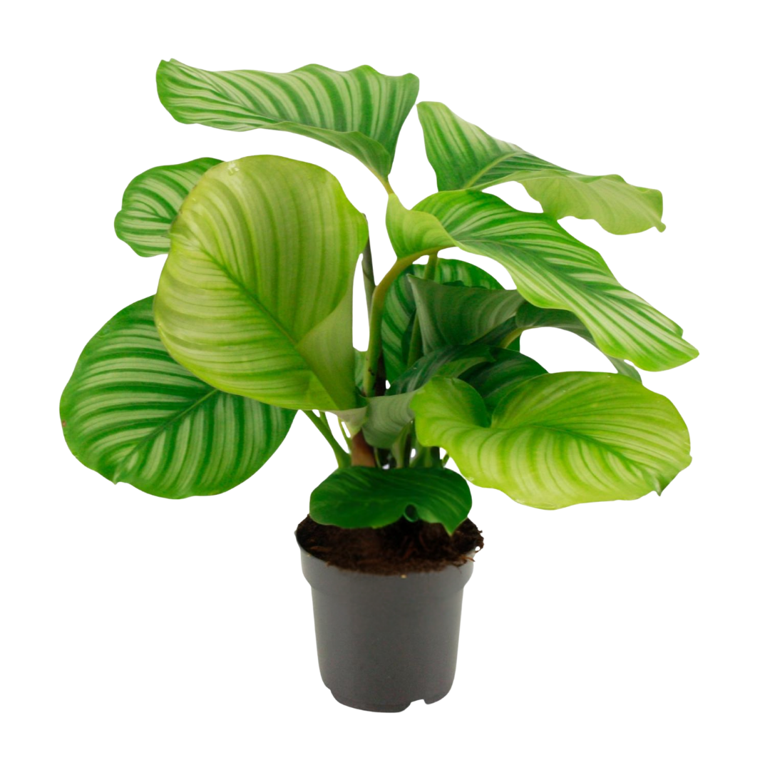 Grote Calathea Orbifolia plant met licht- en donkergroene gestreepte bladeren in een grijze plastic pot.