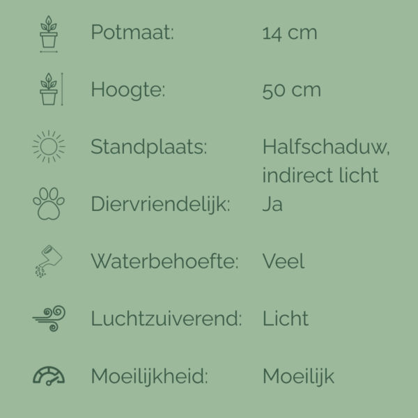 Infographic met verzorgingsfiche van de Calathea Orbifolia, met iconen en tekst over potmaat, hoogte, standplaats, waterbehoefte, luchtzuiverend vermogen, diervriendelijkheid en moeilijkheidsgraad.