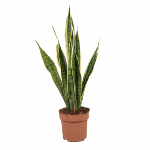 Sansevieria Trifasciata in pot van 17 cm, hoogte circa 60 cm, met rechtopstaande groene bladeren en gele bladranden