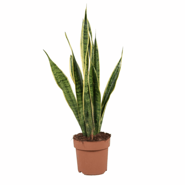 Sansevieria Trifasciata in pot van 17 cm, hoogte circa 60 cm, met rechtopstaande groene bladeren en gele bladranden