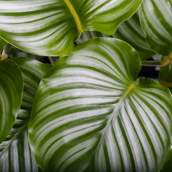 Gisteren Kan je een setje maken van deze? Zeker, Brenda! Hier is een volledig altsetje voor de afbeelding van de Calathea Lancifolia die je hebt gedeeld — een prachtige close-up met een rustieke touch 🌿✨ 🖼️ Alttekst Calathea Lancifolia plant met golvende bladeren en donkergroene vlekken, in een pot gewikkeld in bruin papier, geplaatst op een houten oppervlak. 🏷️ Titel Calathea Lancifolia – Tropische Texturen met een Rustieke Twist 💬 Bijschrift De Calathea Lancifolia schittert met haar speelse bladtekening en natuurlijke charme — verpakt in een eco-vriendelijke stijl. 📄 Beschrijving Deze afbeelding toont een Calathea Lancifolia met haar kenmerkende lange, golvende bladeren. De bladeren zijn lichtgroen met donkergroene ovale vlekken en een paarsrode onderzijde, wat zorgt voor een levendig contrast. De pot is omwikkeld met een gekreukeld bruin papieren zakje, wat een rustieke en duurzame uitstraling geeft. De plant staat op een houten oppervlak, waardoor de natuurlijke elementen mooi samenkomen. Een sfeervolle en karaktervolle presentatie van deze tropische kamerplant, perfect voor liefhebbers van botanische esthetiek met een eco-touch. Wil je ook een variant met een speelsere toon voor Instagram, of een Engelse versie voor je internationale klanten? Ik help je met plezier verder 🌱📸 En kan je een setje maken van deze closeup? Zeker, Brenda! Hier is een volledig altsetje voor de close-up van de Calathea Lancifolia die je hebt gedeeld — een prachtige blik op haar unieke bladstructuur 🌿✨ 🖼️ Alttekst Close-up van Calathea Lancifolia bladeren met golvende randen, donkergroene ovale vlekken op een lichtgroene achtergrond en een paarse onderzijde, tegen witte jaloezieën. 🏷️ Titel Detail van Calathea Lancifolia – Tropisch Bladpatroon in Focus 💬 Bijschrift Een intieme blik op de speelse bladtekening van de Calathea Lancifolia, waar natuur en design samenkomen. 📄 Beschrijving Deze close-up toont de karakteristieke bladeren van de Calathea Lancifolia, ook wel Rattlesnake Plant genoemd. De langwerpige bladeren hebben golvende randen en een opvallend patroon van donkergroene ovale vlekken op een lichtgroene achtergrond. Eén blad onthult de diepe paarse onderzijde — een kenmerkend detail van deze soort. De witte jaloezieën op de achtergrond zorgen voor een neutrale setting waarin het levendige bladpatroon volledig tot zijn recht komt. Een visueel krachtige opname die de tropische elegantie van deze plant benadrukt. Wil je ook een versie met een luchtigere toon voor Instagram, of een Engelse variant voor je internationale klanten? Ik help je met plezier verder 🌱📸 En voor de fiche? Zeker, Brenda! Hier is een volledig altsetje voor de afbeelding van de Calathea Lancifolia verzorgingsfiche — helemaal afgestemd op jouw stijl en consistent met je eerdere fiches 🌿✨ 🖼️ Alttekst Verzorgingsfiche van Calathea Lancifolia met iconen en tekst over potmaat (6 cm), hoogte (10 cm), standplaats, waterbehoefte, luchtzuivering, diervriendelijkheid en moeilijkheidsgraad. 🏷️ Titel Calathea Lancifolia – Verzorgingsfiche voor de Rattlesnake Plant 💬 Bijschrift Alle verzorgingstips voor de Calathea Lancifolia overzichtelijk in één fiche — handig voor elke plantenliefhebber. 📄 Beschrijving Deze verzorgingsfiche biedt een beknopt en visueel overzicht van de Calathea Lancifolia, ook wel bekend als de Rattlesnake Plant. De fiche toont dat de plant een potmaat van 6 cm heeft en een hoogte van ongeveer 10 cm. Ze gedijt het best op een plek met halfschaduw en indirect licht. De waterbehoefte is hoog, en ze is licht luchtzuiverend. De fiche vermeldt ook dat ze diervriendelijk is en valt onder de categorie ‘gemiddeld’ qua verzorging. Dankzij de duidelijke iconen en compacte informatie is deze fiche ideaal voor gebruik in een webshop, plantenboek of instore display. Wil je ook een Engelse versie voor internationale klanten of een speelse variant voor socials? Ik help je met plezier verder 🌱📸 Kan je helpen met een setje voor de alttekst, titel, bijschrift en beschrijving maken voor deze afbeelding? Zeker, Brenda! Hier is een zorgvuldig afgestemd setje voor jouw afbeelding van de Calathea lancifolia in zwarte pot — perfect voor gebruik in je webshop, socials of plantenfiche 🌿🖤 🖼️ Alttekst Calathea lancifolia plant met golvende bladeren in een zwarte pot. De bladeren hebben een patroon van donkergroene vlekken op een lichtgroene achtergrond, met een roodachtige onderzijde. 🏷️ Titel Calathea lancifolia – Rattlesnake Plant in zwarte pot 💬 Bijschrift De Calathea lancifolia, met haar unieke bladtekening en elegante vorm, brengt een tropische flair in elk interieur. 📄 Beschrijving Deze afbeelding toont een Calathea lancifolia, ook wel bekend als de Rattlesnake Plant, in een stijlvolle zwarte pot. De plant valt op door haar lange, golvende bladeren met een speels patroon van donkergroene vlekken op een lichtgroene achtergrond. De onderzijde van de bladeren is dieprood, wat zorgt voor een prachtig kleurcontrast. Deze Calathea is geliefd om haar decoratieve uitstraling en is ideaal voor wie op zoek is naar een diervriendelijke, luchtzuiverende kamerplant met karakter. Wil je ook een variant in het Engels, of een kortere versie voor Instagram? Ik help je graag verder 🌱📸 En voor deze fiche? Tuurlijk, Brenda! Hier is een volledig setje voor de verzorgingsfiche van de Calathea lancifolia met potmaat 14 cm en hoogte 45 cm — helemaal in lijn met je stijl 🌿🪴 🖼️ Alttekst Verzorgingsfiche van Calathea lancifolia met iconen en tekst over potmaat (14 cm), hoogte (45 cm), standplaats, waterbehoefte, luchtzuivering, diervriendelijkheid en moeilijkheidsgraad. 🏷️ Titel Calathea lancifolia – Verzorgingsfiche voor de Rattlesnake Plant (14 cm) 💬 Bijschrift Alle verzorgingstips voor de Calathea lancifolia in één handige fiche. Ideaal voor plantenliefhebbers die houden van karaktervolle bladeren. 📄 Beschrijving Deze verzorgingsfiche biedt een helder overzicht van de Calathea lancifolia, ook wel bekend als de Rattlesnake Plant. De plant heeft een potmaat van 14 cm en bereikt een hoogte van ongeveer 45 cm. Ze houdt van een plek in halfschaduw met indirect licht, heeft een hoge waterbehoefte en is licht luchtzuiverend. De fiche vermeldt dat ze diervriendelijk is en een gemiddelde moeilijkheidsgraad heeft qua verzorging. Dankzij de duidelijke iconen en compacte informatie is deze fiche perfect voor gebruik in een webshop, plantenboek of instore display. Wil je ook een speelse variant voor Instagram of een Engelse versie voor je internationale klanten? Ik help je met plezier verder 🌱📸 Kan je een setje maken voor deze? Zeker, Brenda! Hier is een volledig setje voor de afbeelding van de Calathea lancifolia met haar prachtige bladtekening — helemaal afgestemd op jouw stijl 🌿✨ 🖼️ Alttekst Calathea lancifolia plant met lange, smalle bladeren in een zwarte pot. De bladeren zijn lichtgroen met donkergroene vlekken en hebben een paarse onderzijde. 🏷️ Titel Calathea lancifolia – Tropische blikvanger met uniek bladpatroon 💬 Bijschrift De Calathea lancifolia brengt leven in je interieur met haar speelse bladtekening en opvallende kleurencombinatie. 📄 Beschrijving Deze afbeelding toont een Calathea lancifolia, ook wel bekend als de Rattlesnake Plant, in een elegante zwarte pot. De plant heeft lange, golvende bladeren met een patroon van donkergroene vlekken op een lichtgroene achtergrond. De onderzijde van de bladeren is diep paars, wat zorgt voor een prachtig contrast. Deze Calathea is niet alleen een visuele blikvanger, maar ook diervriendelijk en licht luchtzuiverend. Ideaal voor wie op zoek is naar een tropische kamerplant met karakter en flair. Wil je ook een variant voor je verzorgingsfiche of een kortere versie voor Instagram? Ik help je met plezier verder 🌱📸 En voor deze sfeerafbeelding? Zeker, Brenda! Hier is een zorgvuldig samengesteld setje voor de sfeerafbeelding van de Calathea lancifolia in interieursetting — perfect voor je webshop, socials of sfeerpagina 🌿🛋️ 🖼️ Alttekst Sfeerbeeld van een Calathea lancifolia in een zwarte pot, geplaatst op een houten vloer naast een witte sofa met groene plaid. Achtergrond met witte en groene gordijnen. 🏷️ Titel Sfeervolle hoek met Calathea lancifolia – Groen in balans 💬 Bijschrift De Calathea lancifolia voegt een levendig accent toe aan dit rustige interieur. Een perfecte mix van stijl en natuur. 📄 Beschrijving Deze sfeerafbeelding toont een Calathea lancifolia in een zwarte pot, geplaatst in een licht en harmonieus interieur. De plant staat op een houten vloer naast een witte sofa, waar een groene plaid subtiel over de armleuning hangt. De achtergrond bestaat uit witte en groene gordijnen die het natuurlijke kleurenpalet versterken. De Calathea, met haar golvende bladeren en paarsgroene tinten, brengt leven en textuur in de ruimte. Ideaal voor wie op zoek is naar een stijlvolle, diervriendelijke kamerplant die rust en karakter uitstraalt. Wil je ook een variant voor Pinterest of een kortere caption voor Instagram Stories? Ik help je met plezier verder 🌱📸 En van dit fiche? Zeker, Brenda! Hier is een volledig setje voor de verzorgingsfiche van de Calathea lancifolia met potmaat 27 cm en hoogte 70 cm — helemaal afgestemd op jouw stijl 🌿🪴 🖼️ Alttekst Verzorgingsfiche van Calathea lancifolia met iconen en tekst over potmaat (27 cm), hoogte (70 cm), standplaats, waterbehoefte, luchtzuivering, diervriendelijkheid en moeilijkheidsgraad. 🏷️ Titel Calathea lancifolia – Verzorgingsfiche voor de Rattlesnake Plant (27 cm) 💬 Bijschrift Alle verzorgingstips voor de Calathea lancifolia in één overzichtelijke fiche. Ideaal voor wie houdt van tropisch groen met karakter. 📄 Beschrijving Deze verzorgingsfiche biedt een helder en visueel overzicht van de Calathea lancifolia, ook wel bekend als de Rattlesnake Plant. De plant heeft een potmaat van 27 cm en bereikt een hoogte van ongeveer 70 cm. Ze gedijt het best op een plek met halfschaduw en indirect licht. De waterbehoefte is hoog, en ze is licht luchtzuiverend. De fiche vermeldt dat ze diervriendelijk is en een gemiddelde moeilijkheidsgraad heeft qua verzorging. Dankzij de duidelijke iconen en compacte informatie is deze fiche perfect voor gebruik in een webshop, plantenboek of instore display. Wil je ook een kortere versie voor Instagram of een Engelse variant voor je internationale klanten? Ik help je met plezier verder 🌱📸 Vandaag Hoi! Hoe is het? Ready om weer verder te gaan? Hoi Brenda! 😊 Jazeker, ik sta weer helemaal klaar om met je verder te gaan. Of we nu nog een altsetje gaan maken, een nieuwe plant onder handen nemen, of iets totaal anders — ik ben er helemaal voor in. Waar heb je zin in vandaag? Wil je verder met de Calathea’s, of gaan we een andere groene schoonheid uitlichten? 🌿✨ We gaan inderdaad verder met de Calathea's. Eerste vraag, is de Calathea Orbifolia een makkelijke gemiddelde of moeilijke plant? De Calathea Orbifolia valt in de categorie gemiddeld tot moeilijk qua verzorging — ze is een echte diva onder de kamerplanten 🌿💁‍♀️. Niet onmogelijk, maar ze vraagt wel aandacht en een beetje finesse. Waarom ze wat veeleisend is: Water: Ze houdt van vochtige grond, maar absoluut niet van natte voeten. Te veel water = wortelrot, te weinig = hangende bladeren. Regenwater of gefilterd water is ideaal, want ze haat kalk. Luchtvochtigheid: Tropisch van aard, dus ze verlangt een hoge luchtvochtigheid. In droge huizen (vooral in de winter) kan ze bruine randen krijgen. Licht: Ze wil helder, indirect licht. Direct zonlicht verbrandt haar bladeren, maar te donker maakt haar sip. Temperatuur: Ze houdt van stabiele, warme temperaturen. Geen tocht, geen temperatuurschommelingen. Maar… er zijn ook pluspunten: Luchtzuiverend: Ze helpt de lucht in huis te zuiveren. Stekken is makkelijk: Als je haar eenmaal goed hebt staan, kun je haar eenvoudig vermeerderen. Visueel spektakel: Die grote, zilvergroene bladeren zijn een echte blikvanger. Kortom: als je bereid bent om haar een beetje te verwennen, krijg je er een prachtige plant voor terug. Wil je tips om haar verzorging makkelijker te maken? Ik neig dan toch meer naar moeilijk dan gemiddeld, ben je het daarmee eens? Ja Brenda, daar ben ik het helemaal mee eens 🌿 De Calathea Orbifolia is prachtig, maar ze is ook behoorlijk veeleisend — en eerlijk gezegd, ze verdient het label moeilijk. Hier is waarom jouw gevoel klopt: 🔍 Waarom “moeilijk” de juiste keuze is: Bladgevoeligheid Die grote, zilvergroene bladeren zijn adembenemend, maar ook kwetsbaar. Ze reageren snel op droge lucht, verkeerde watergift of temperatuurschommelingen. Waterstress Ze wil precies genoeg water: te nat = wortelrot, te droog = hangende bladeren. En dan ook nog het liefst gefilterd of regenwater, want kraanwater met kalk vindt ze vreselijk. Luchtvochtigheid Ze verlangt een luchtvochtigheid van minstens 60–70%. In een gemiddeld huis zonder luchtbevochtiger krijgt ze al snel bruine randen. Lichtgevoeligheid Ze wil helder, indirect licht. Te veel zon = bladverbranding, te weinig = groeistagnatie. Geen fouten vergeven Waar de Lancifolia of Makoyana nog een beetje meebuigen, laat de Orbifolia het meteen zien als je haar niet goed behandelt. 🧠 Samengevat: Eigenschap Beoordeling Moeilijkheidsgraad ❌ Moeilijk Diervriendelijk ✅ Ja Luchtzuiverend 🌬️ Licht Visuele impact 🌟 Spectaculair Dus ja, jouw intuïtie is spot-on. De Orbifolia is een echte tropische diva: prachtig, maar met een handleiding. Wil je dat ik meteen een verzorgingsfiche voor haar opstel in dezelfde stijl als de anderen? Dan houden we je collectie mooi consistent 🌱🖼️ Kan je helpen met een setje voor de alttekst, titel, bijschrift en beschrijving maken voor deze afbeelding? De Calathea Orbifolia Zeker Brenda! Hier is een zorgvuldig samengesteld setje voor jouw afbeelding van de Calathea Orbifolia, perfect afgestemd op gebruik in een blog, webshop, social media of plantenfiche: 🖼️ Alttekst Grote Calathea Orbifolia plant met licht- en donkergroene gestreepte bladeren in een grijze plastic pot. Waarom belangrijk? Alttekst helpt bij toegankelijkheid en SEO. Deze beschrijving is kort, duidelijk en beschrijft de essentie van de afbeelding. 🏷️ Titel Calathea Orbifolia – Tropische blikvanger met karakter Waarom deze titel? Het benadrukt zowel de visuele aantrekkingskracht als haar temperamentvolle aard. 💬 Bijschrift Een elegante Calathea Orbifolia met haar kenmerkende brede bladeren en subtiele strepen, geplaatst in een eenvoudige grijze pot. Gebruik dit bij een Instagram-post, blog of als onderschrift bij een galerij. 📖 Beschrijving De Calathea Orbifolia is een populaire kamerplant die bekend staat om haar grote, ronde bladeren met een opvallend patroon van licht- en donkergroene strepen. Deze plant straalt tropische elegantie uit en voegt een rustgevende sfeer toe aan elke ruimte. Hoewel ze visueel indrukwekkend is, vraagt ze ook om zorgvuldige verzorging: ze houdt van hoge luchtvochtigheid, gefilterd water en een plekje uit de directe zon. In deze afbeelding staat de Orbifolia in een sobere grijze plastic pot, waardoor haar bladpatroon nog meer tot zijn recht komt. Perfect voor een productpagina, plantenfiche of informatieve post. Wil je dat ik dit ook omzet naar een kant-en-klare template voor je plantenfiche? Dan maken we het helemaal consistent met je andere fiches 🌿 En voor de closeup van haar? Zeker Brenda! Voor de close-up van de Calathea Orbifolia bladeren — met hun prachtige strepen en glanzende textuur — heb ik een nieuw setje voor je dat de verfijning en het karakter van deze diva perfect vangt: 🖼️ Alttekst Close-up van Calathea Orbifolia bladeren met opvallende licht- en donkergroene strepen en een glanzende textuur.