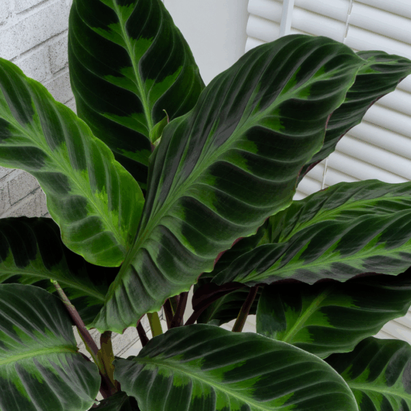 Close-up van een Calathea Warscewiczii met fluweelachtige bladeren in donkergroene en lichtgroene tinten, tegen een witte achtergrond.